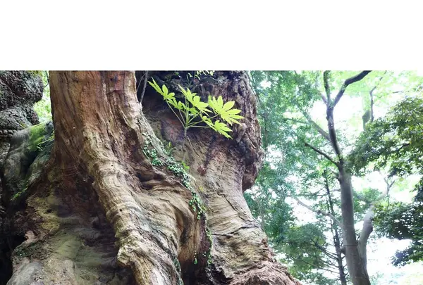 來宮神社の写真・動画_image_321581