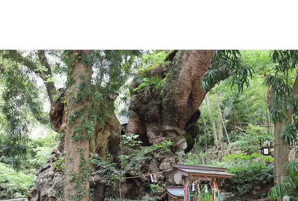 來宮神社の写真・動画_image_321582