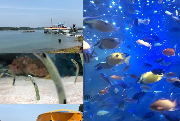 海中水族館シードーナツの写真・動画_image_321722