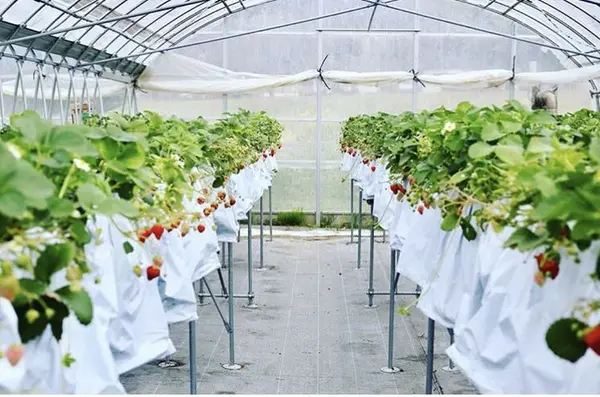 南伊豆*Baby Berry Farm*の写真・動画_image_321759