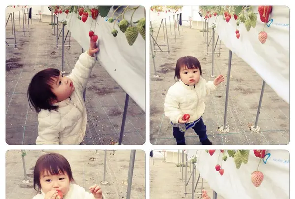 南伊豆*Baby Berry Farm*の写真・動画_image_321760