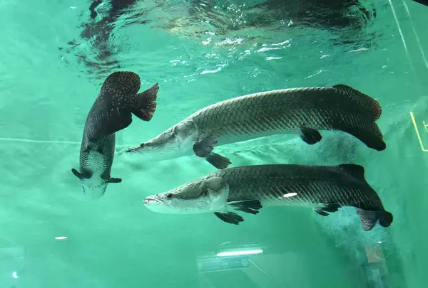 魚津水族博物館の写真・動画_image_321921