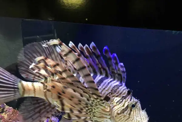 魚津水族博物館の写真・動画_image_321923