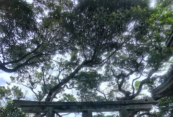 波浮港の写真・動画_image_321936