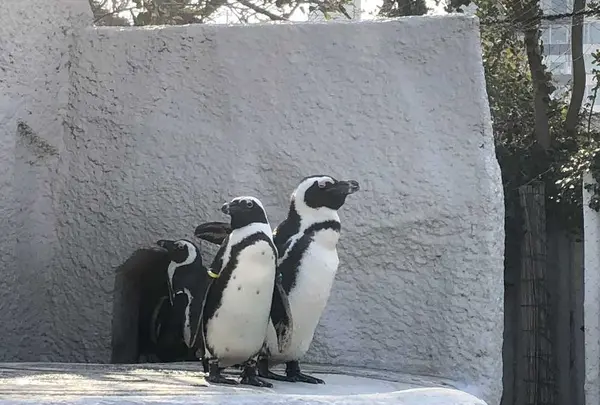 上野動物園の写真・動画_image_321941