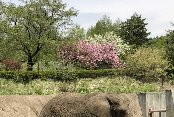 盛岡市動物公園の写真・動画_image_322033