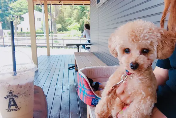 Number A coffeeの写真・動画_image_322061