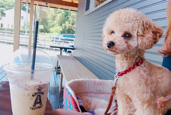 Number A coffeeの写真・動画_image_322062