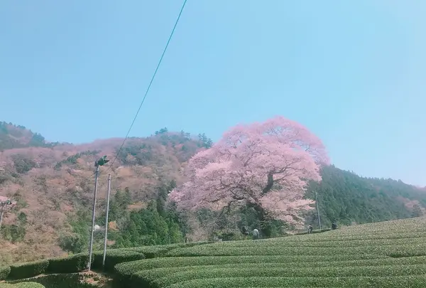 牛代の水目桜の写真・動画_image_322211