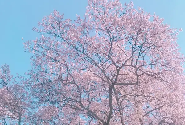 牛代の水目桜の写真・動画_image_322213