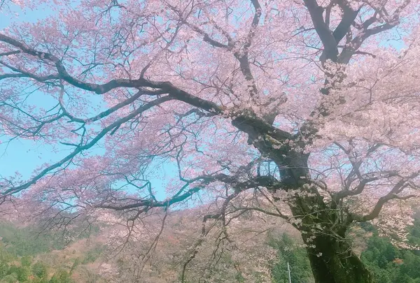 牛代の水目桜の写真・動画_image_322214