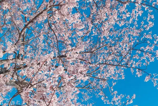 はままつフラワーパークの写真・動画_image_322229