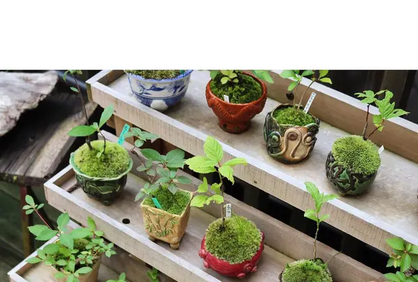 NARAYA CAFE（ナラヤカフェ）の写真・動画_image_322245