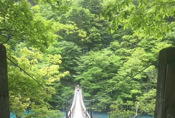 夢の吊橋の写真・動画_image_322286