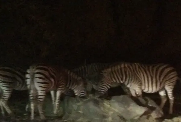 富士サファリパークの写真・動画_image_322397