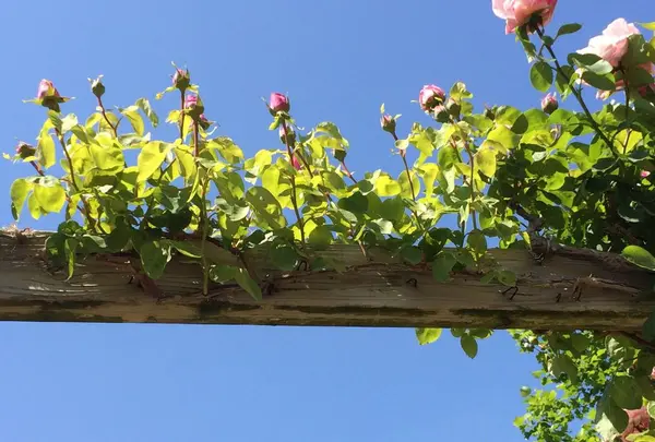 河津バガテル公園の写真・動画_image_322406