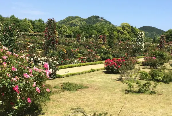 河津バガテル公園の写真・動画_image_322409