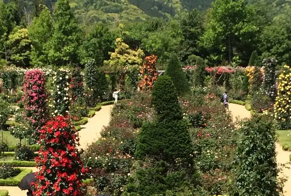 河津バガテル公園の写真・動画_image_322411