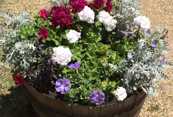 河津バガテル公園の写真・動画_image_322412