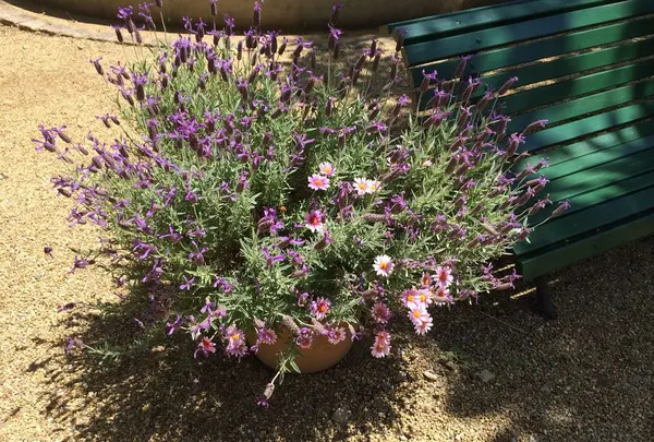 河津バガテル公園の写真・動画_image_322413