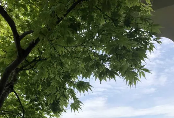 岐阜城の写真・動画_image_322448