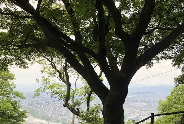 岐阜城の写真・動画_image_322449