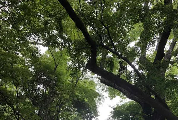 岐阜城の写真・動画_image_322451