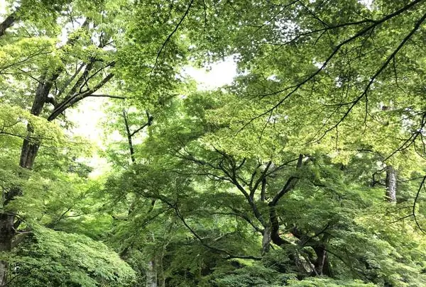 岐阜城の写真・動画_image_322452