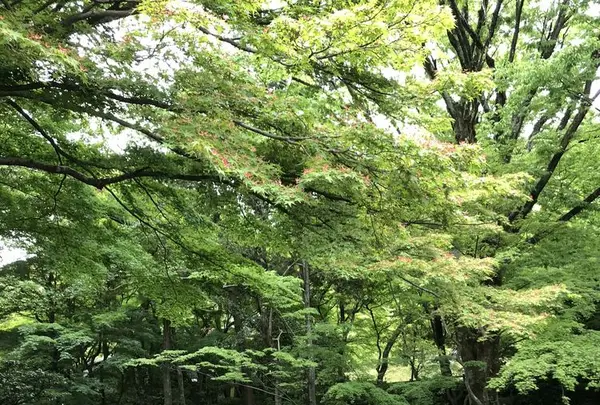 岐阜城の写真・動画_image_322454