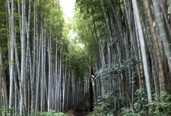 ひよどり坂の写真・動画_image_322485