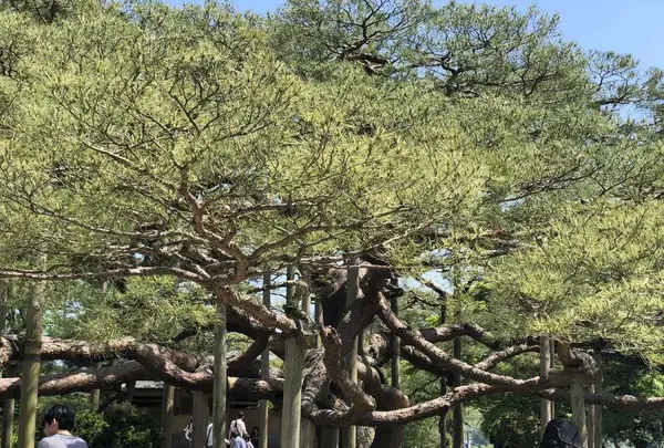 兼六園の写真・動画_image_322578