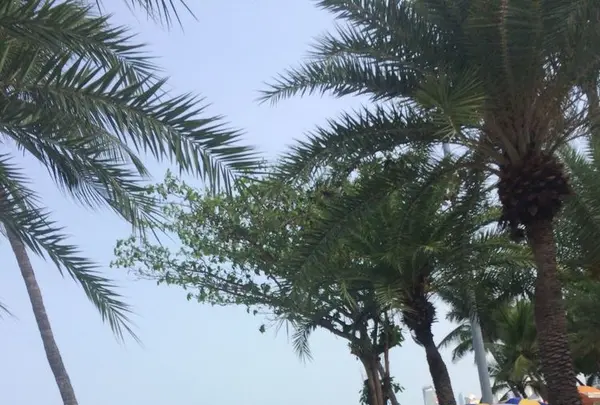 パッタヤーの写真・動画_image_322654