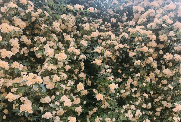 福知山城の写真・動画_image_323082