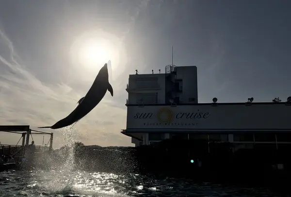 オーシャンの写真・動画_image_323167