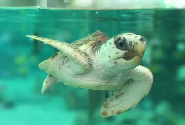 オーシャンの写真・動画_image_323168