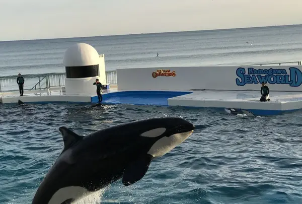 オーシャンの写真・動画_image_323169