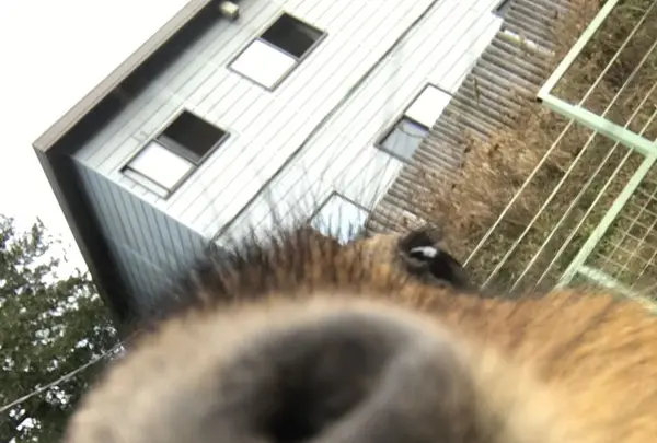 アニマルワンダーリゾウト（市原ぞうの国）の写真・動画_image_323170