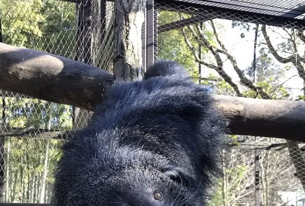 アニマルワンダーリゾウト（市原ぞうの国）の写真・動画_image_323171