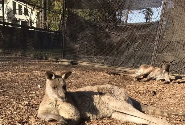 アニマルワンダーリゾウト（市原ぞうの国）の写真・動画_image_323172