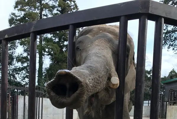 アニマルワンダーリゾウト（市原ぞうの国）の写真・動画_image_323173