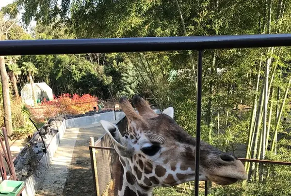 アニマルワンダーリゾウト（市原ぞうの国）の写真・動画_image_323174