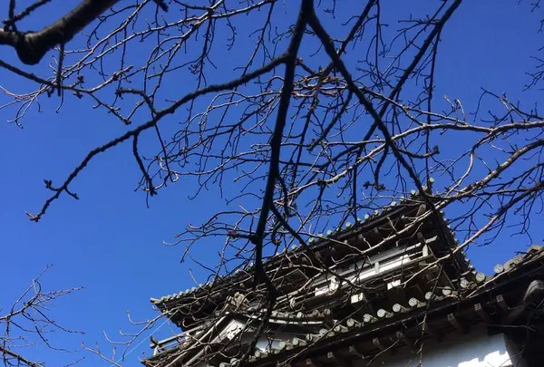 丸岡城の写真・動画_image_323218