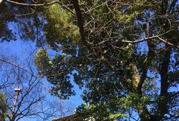 丸岡城の写真・動画_image_323219