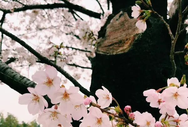 長成池の写真・動画_image_323531