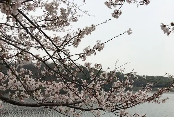 長成池の写真・動画_image_323532