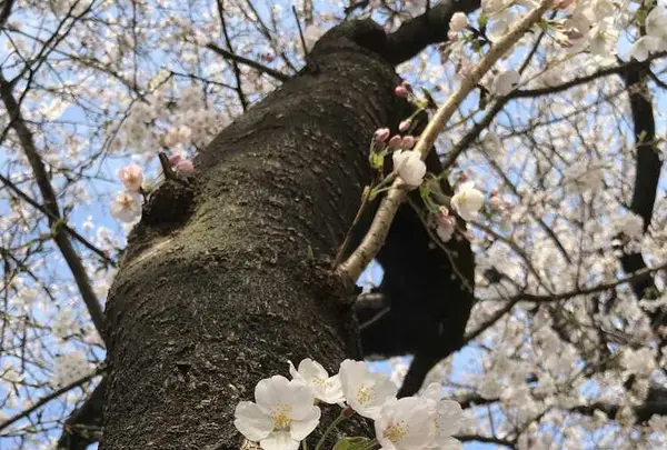 長成池の写真・動画_image_323533