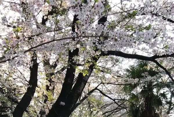 長成池の写真・動画_image_323536