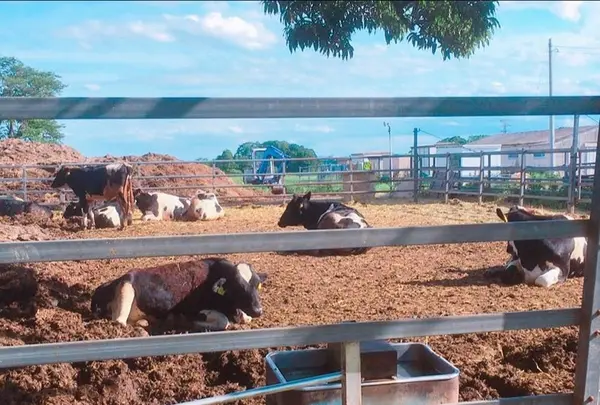 岩瀬牧場の写真・動画_image_324088