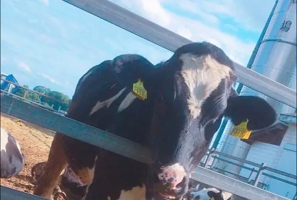 岩瀬牧場の写真・動画_image_324089