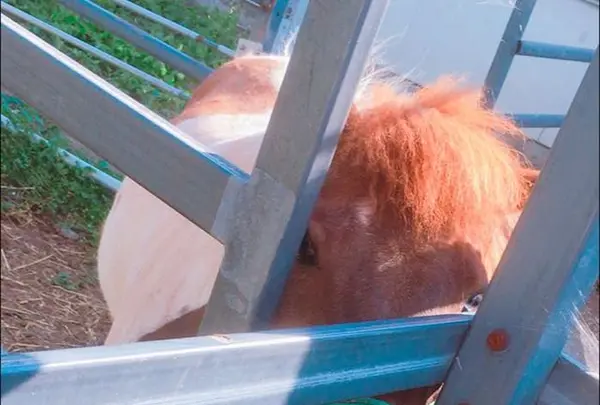 岩瀬牧場の写真・動画_image_324090